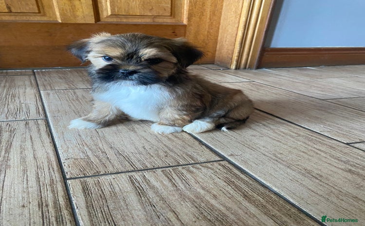 Lhasa Apso dogs - Advert 1