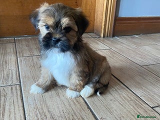 Lhasa Apso dogs - Advert 3