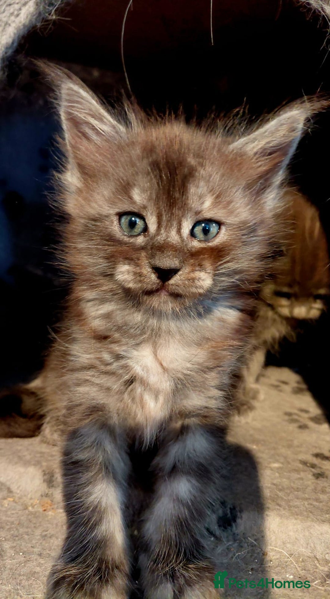 Maine Coon cats for sale: Stunnig Maine coon kittens  - Image 5