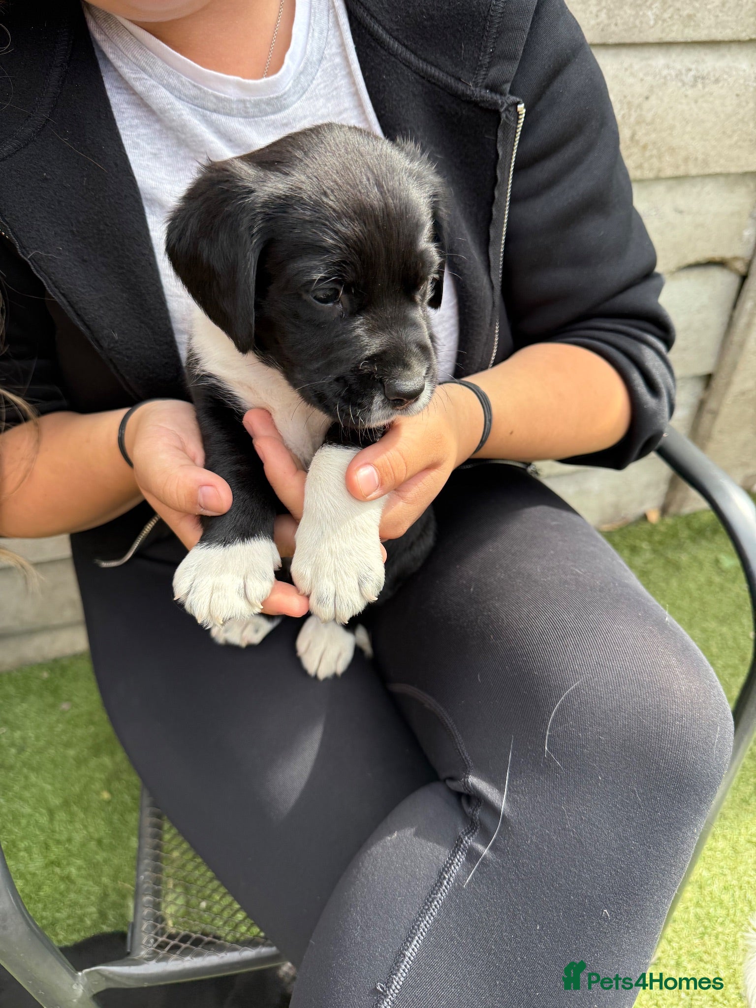 Cockerdor dogs Available Now 2 boys left  - Advert 2