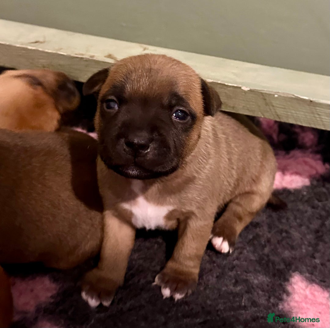 Staffordshire Bull Terrier dogs for sale: Amazing True To Type Staffordshire bull terriers  - Image 2