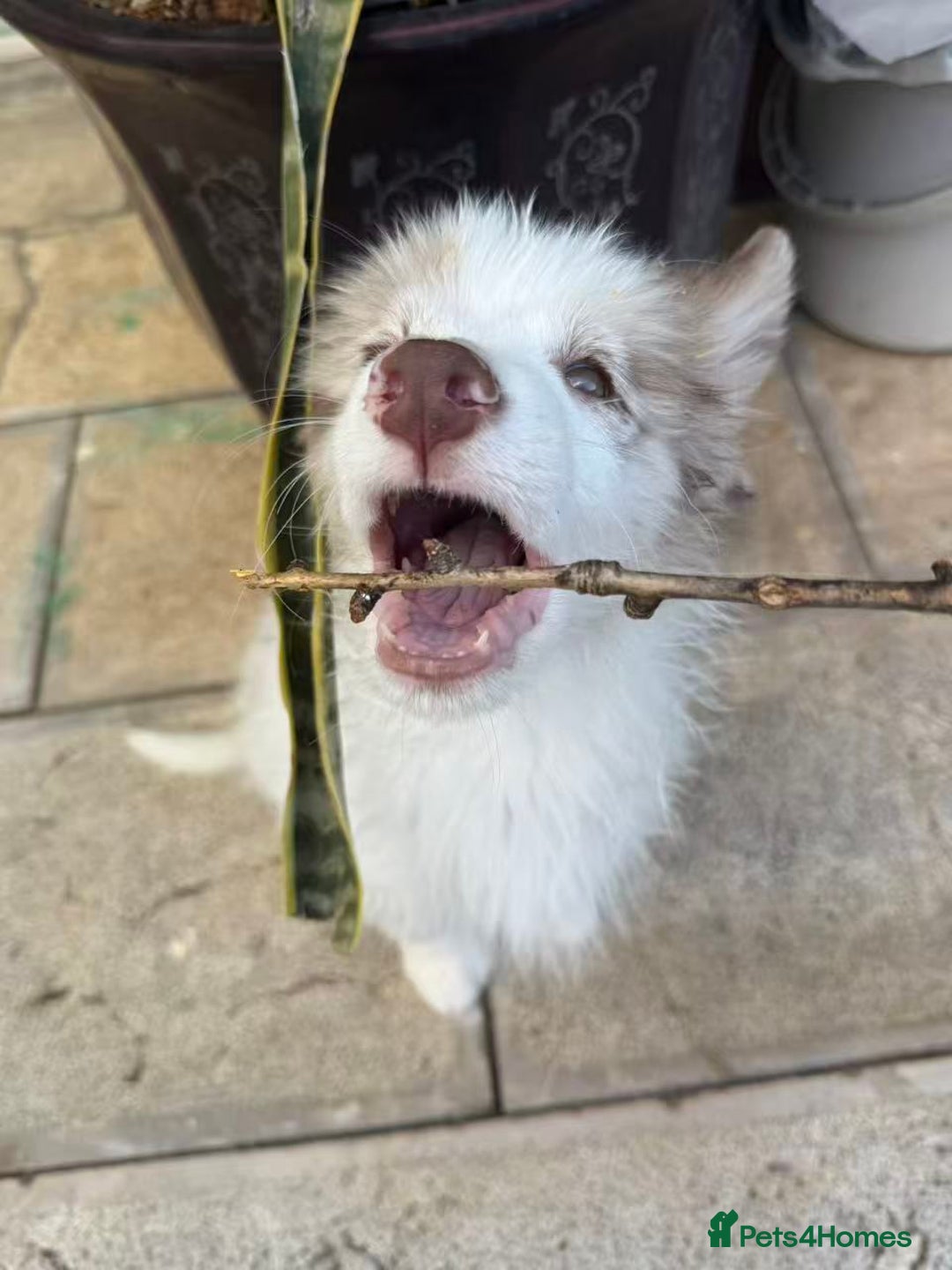 Border Collie dogs for sale: 5 months lovely border collie looking for home - Advert 2