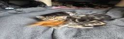 Mixed Breed cats for sale: Tabby kittens  - Advert 2