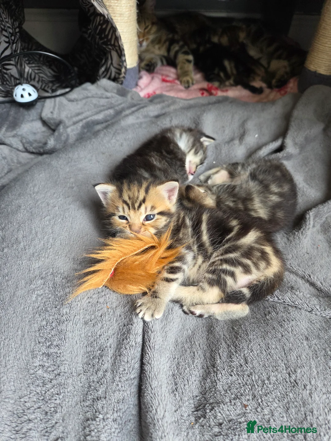 Mixed Breed cats for sale: Tabby kittens  - Advert 2