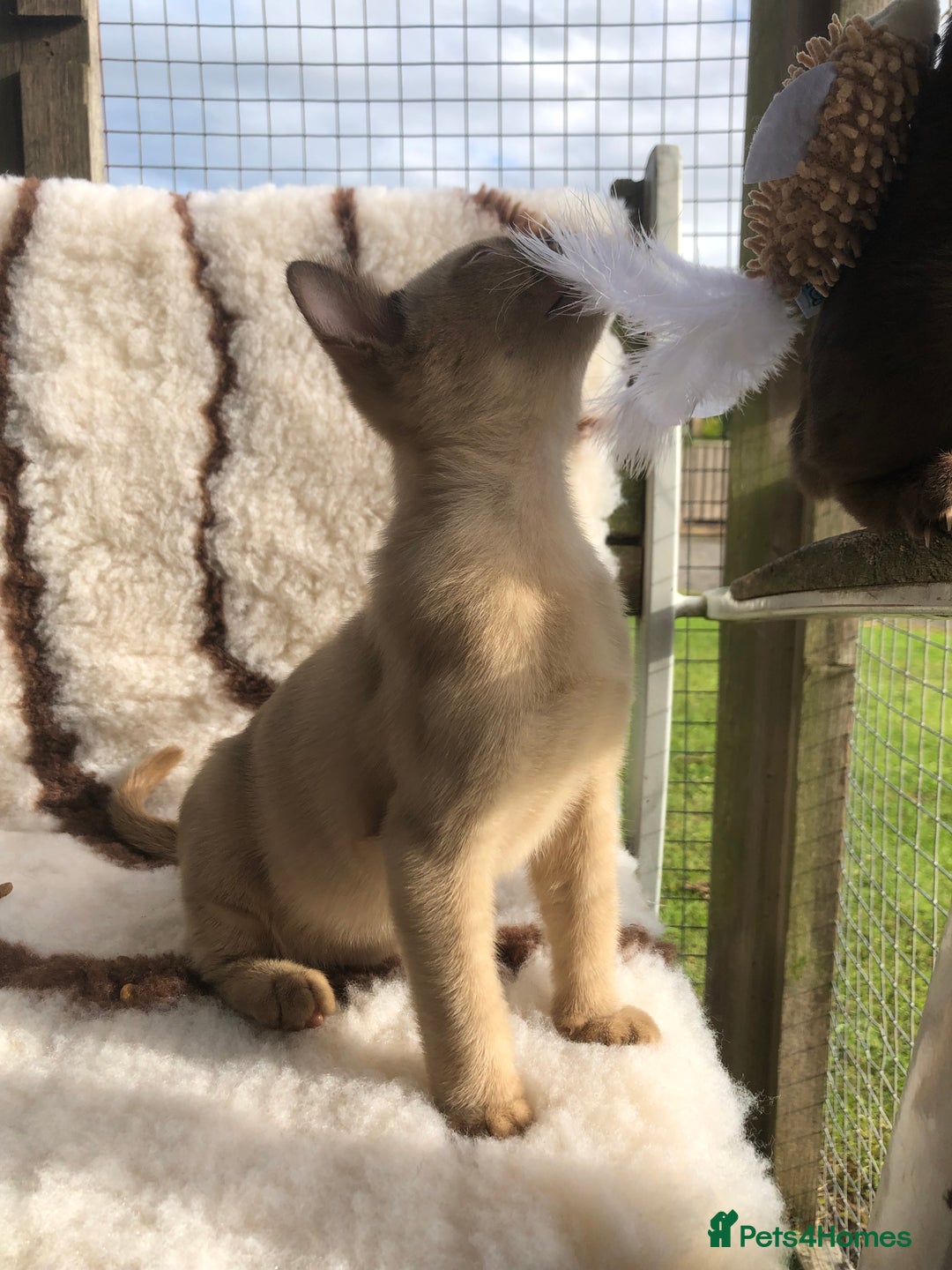 Burmese cats for sale: Beautiful chocolate boys  - Image 5