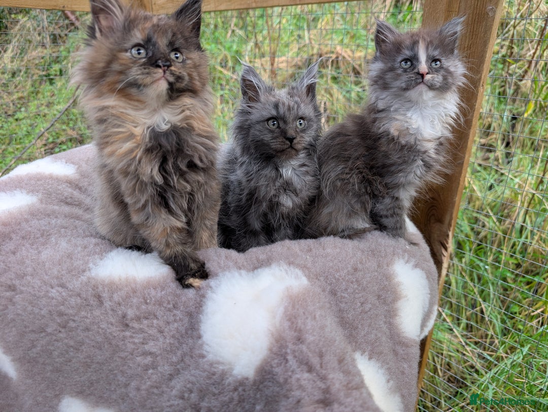 Maine Coon cats for sale: 3 Stunning Maine Coon Kittens  - Advert 5