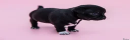 Chihuahua dogs for sale: 🌟 Exceptional Smooth-Coat Chihuahua Girls  - Advert 14