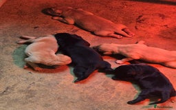 Labrador Retriever dogs for sale: Stunning litter of Fox Red and Black Labradors - Image 7