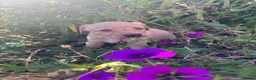 Labrador Retriever dogs for sale: Labrador puppies looking for their new home - Advert 4