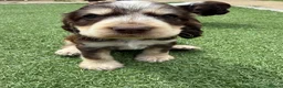 Cocker Spaniel dogs for sale: 3 amazing show cocker spaniels  in Barnsley - Advert 4