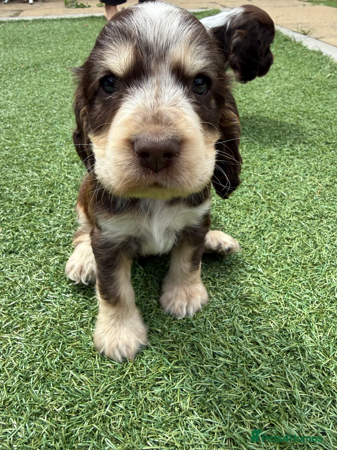 Cocker Spaniel dogs for sale: 3 amazing show cocker spaniels  in Barnsley - Advert 4