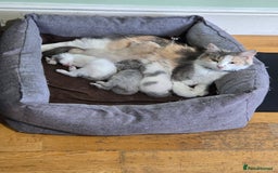 British Longhair cats for sale: Beautiful female kitten  - Image 1