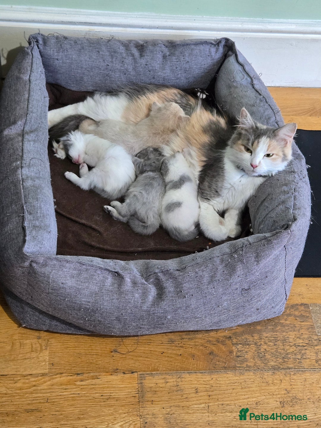 British Longhair cats for sale: Beautiful female kitten  - Image 1