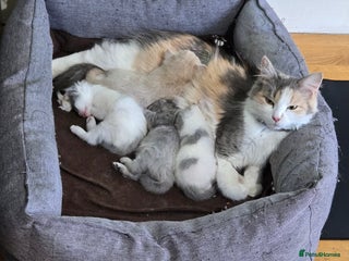 British Longhair cats - Advert 11