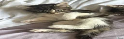 Norwegian Forest Cat cats for sale: Two female Norwegian Forest kittens  in Blyth - Advert 4