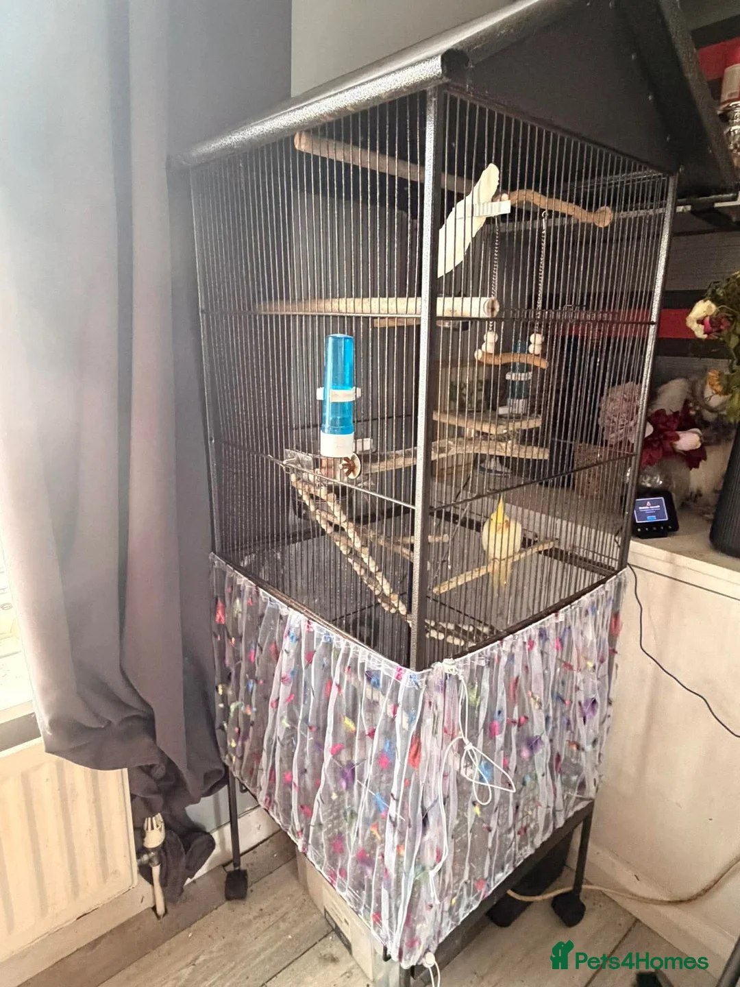 Cockatiels birds for sale: Pair of young cockatiels  - Advert 2