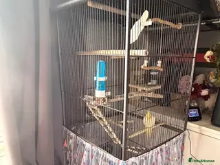 Cockatiels birds Large bird cage - Advert 13