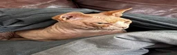 Mixed Breed cats for sale: Half sphynx kitten - Advert 7