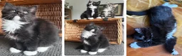 Mixed Breed cats for sale: Maine Coon Mixed Kittens Tabby & Tuxedo Richmond - Advert 36