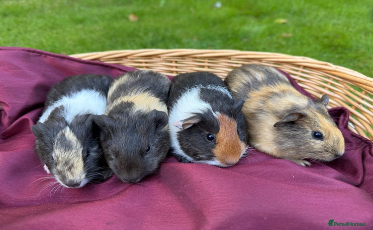 Guinea Pig rodents - Advert 6