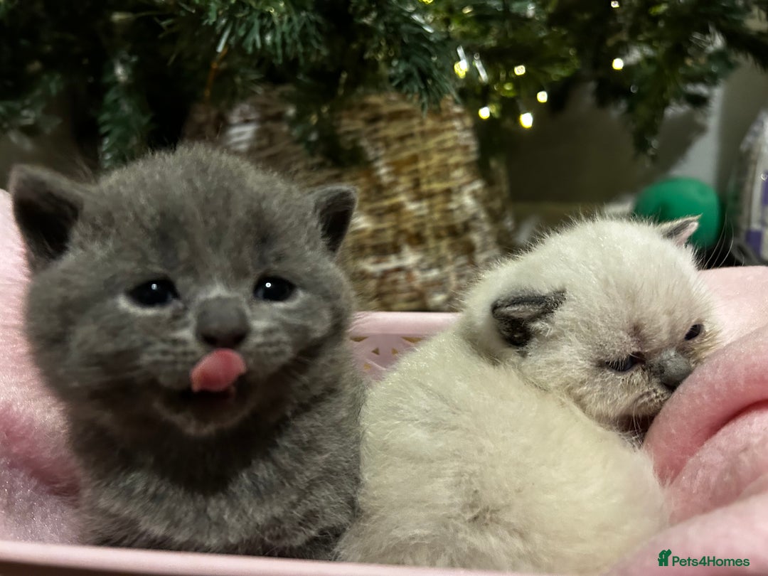 British Shorthair cats for sale: British Shorthair Kittens for sale - Advert 6