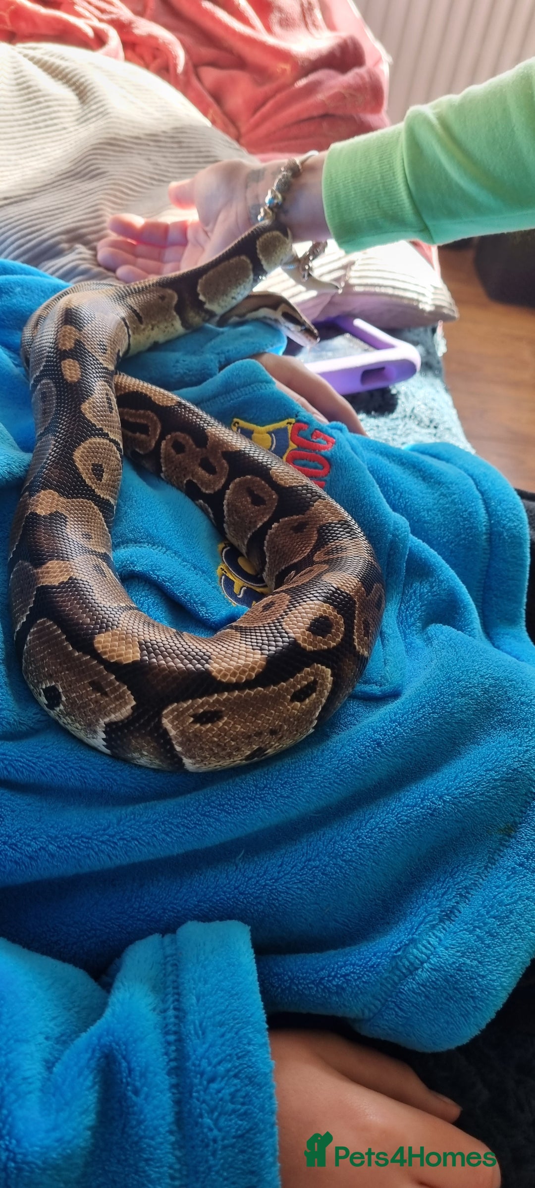 Python Snake reptiles for sale: Royal python - Advert 3