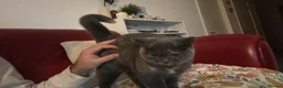 British Shorthair cats for sale: Betty and Wand  - Advert 10