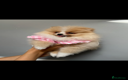 Pomeranian dogs for sale: ** Pomeranian girl **  - Image 2