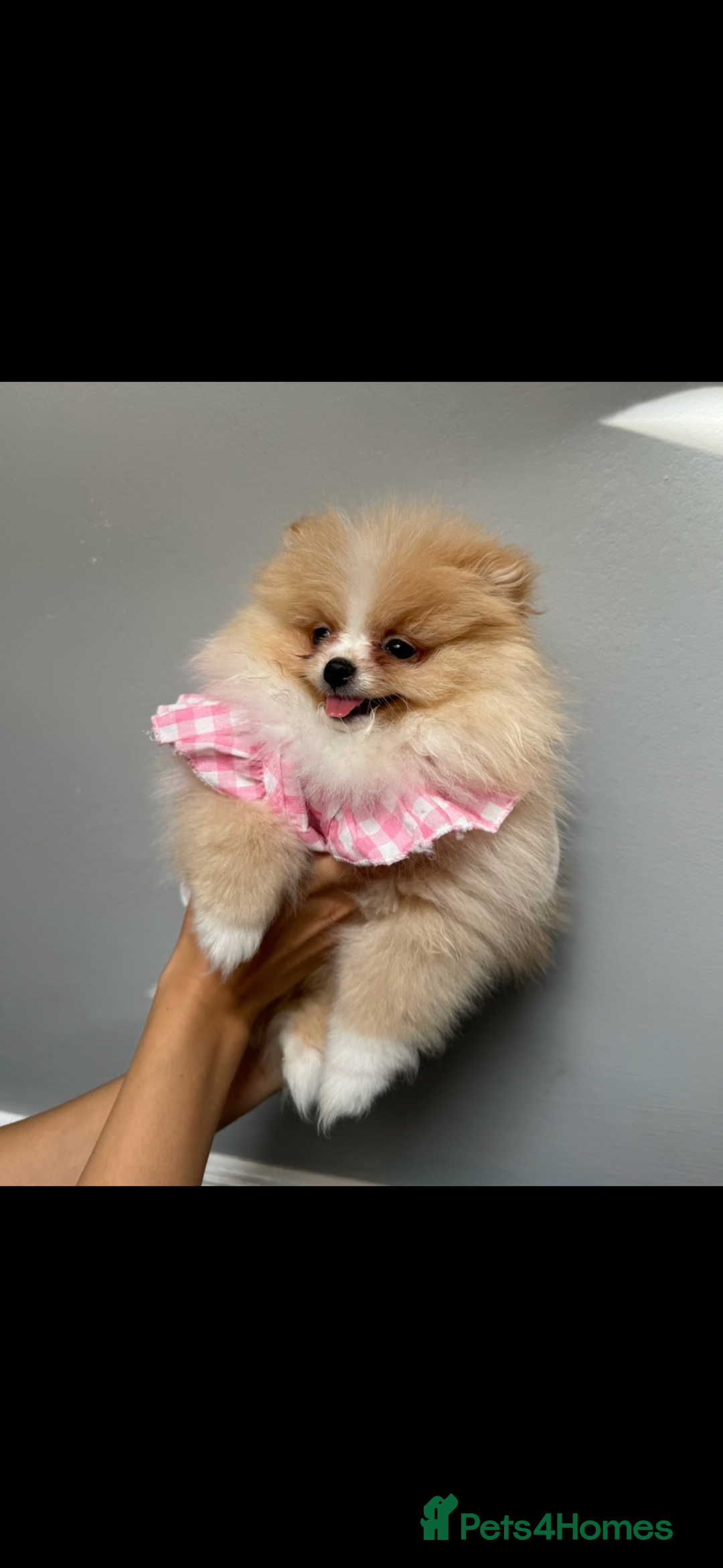 Pomeranian dogs for sale: ** Pomeranian girl **  - Image 2