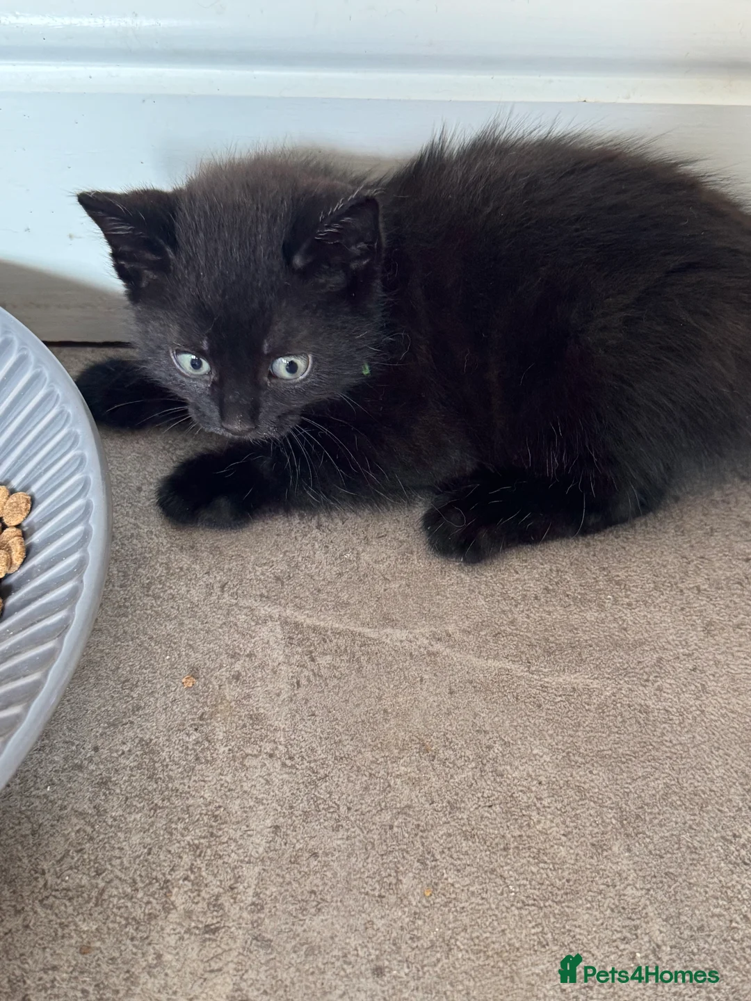Mixed Breed cats for sale: Mixed breed kittens  - Advert 2