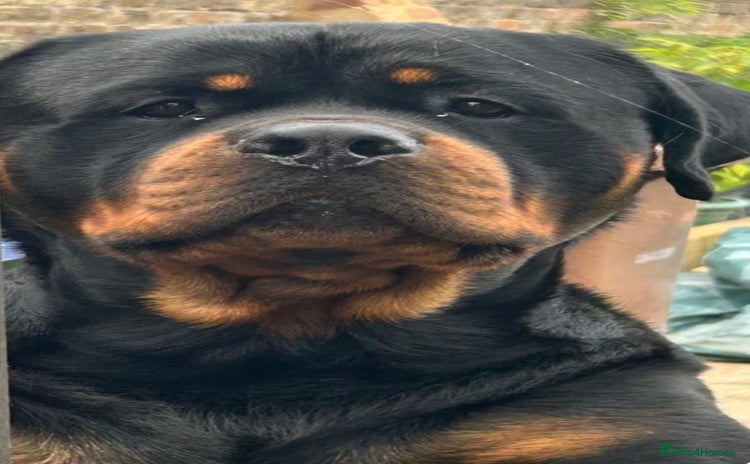 Rottweiler dogs in Stanford-le-Hope - Advert 3