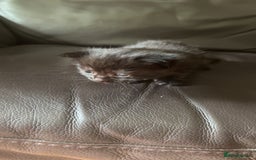 British Longhair cats for sale: 5 beautiful kittens for sale - Image 3
