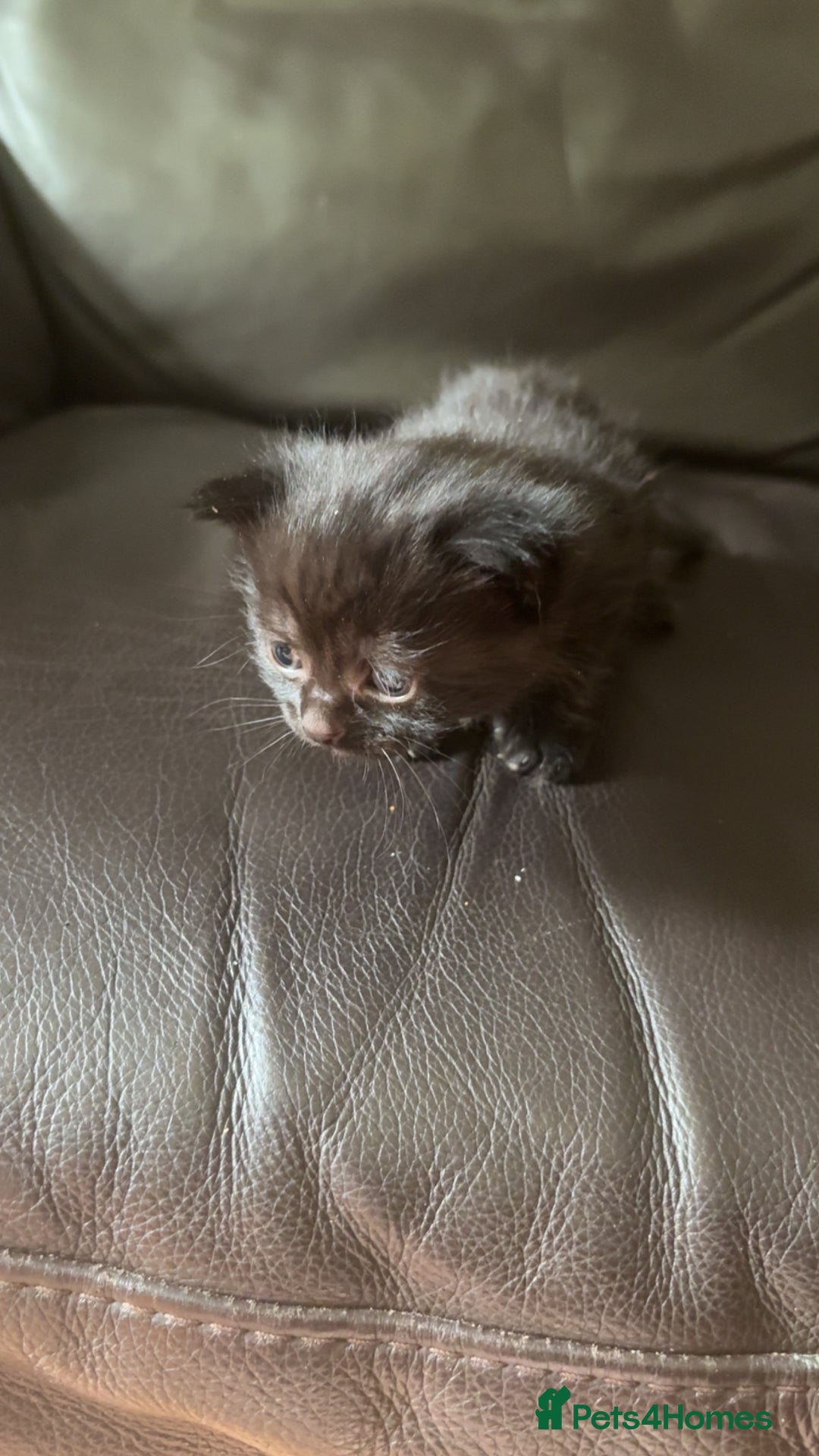 British Longhair cats for sale: 5 beautiful kittens for sale - Image 3