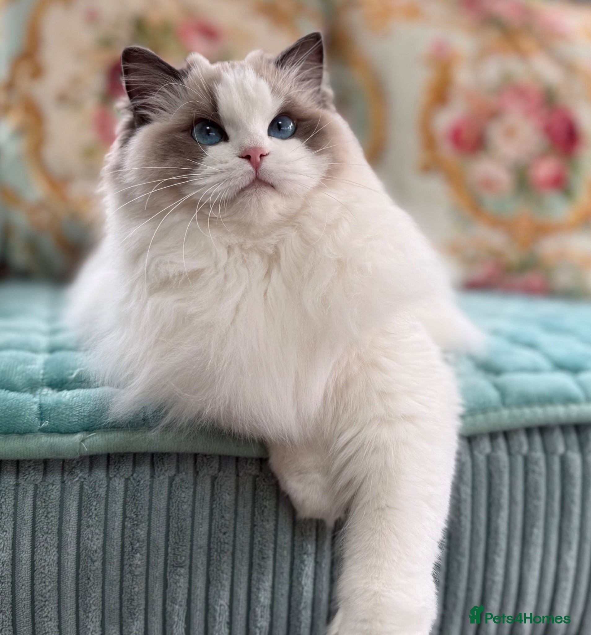 Ragdoll cats Blue Tabby mitted  - Advert 2