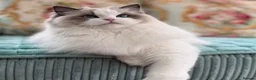 Ragdoll cats for sale: Blue Tabby mitted  - Advert 2