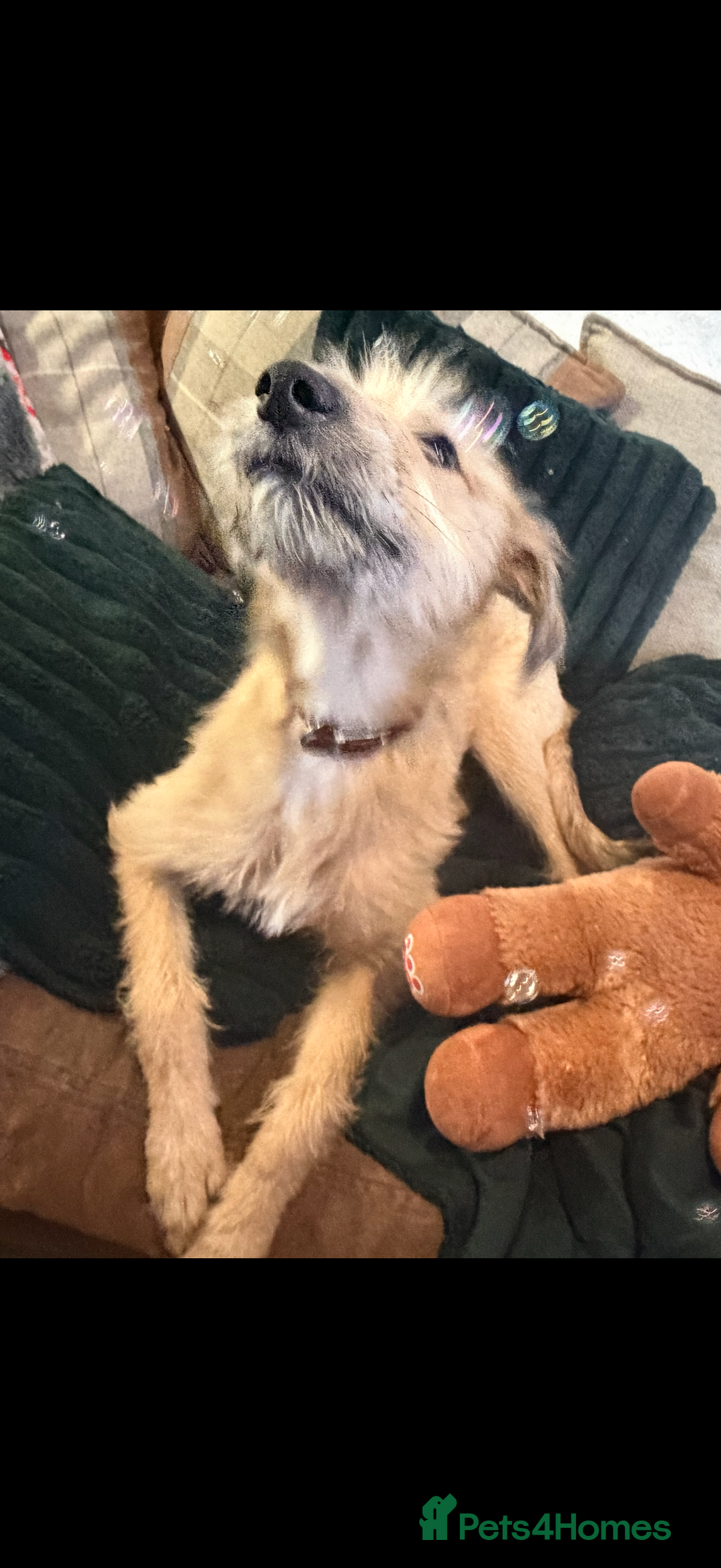 Mixed Breed dogs for sale: Greyhound cross wolfhound lurc 5months old puppy  - Advert 3