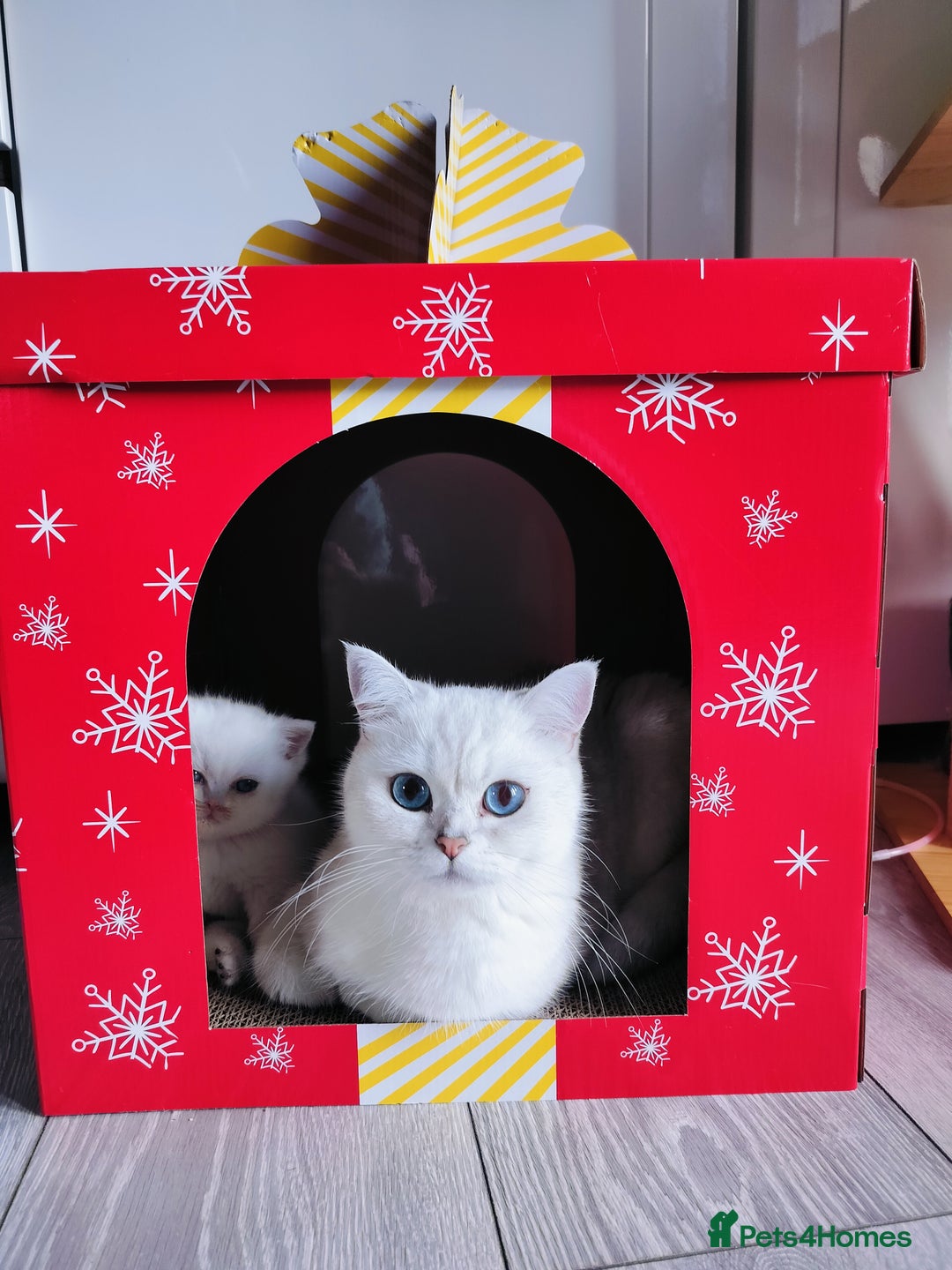 British Shorthair cats for sale: British shorthair kittens  - Advert 5