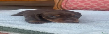 Miniature Dachshund 1
