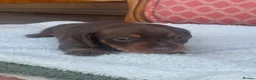 Miniature Dachshund dogs for sale: Miniature dachshunds puppies - Advert 2