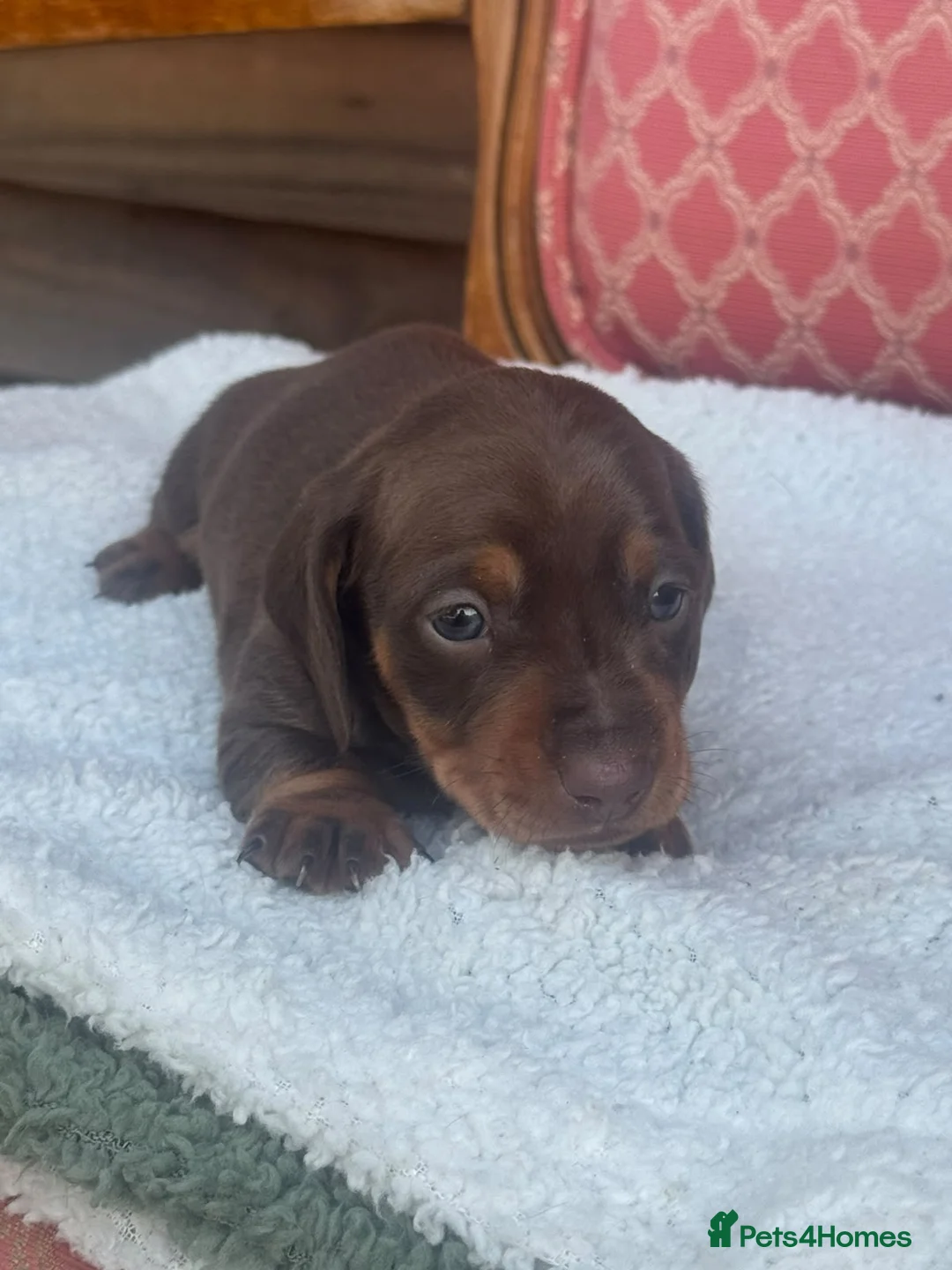 Miniature Dachshund dogs for sale: Miniature dachshunds puppies - Advert 2