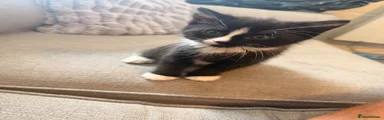 Domestic Shorthair Kitten 2