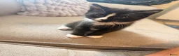 Domestic Shorthair cats for sale: 4 lovely kittens looking for a forever home  in Downham Market - Advert 3