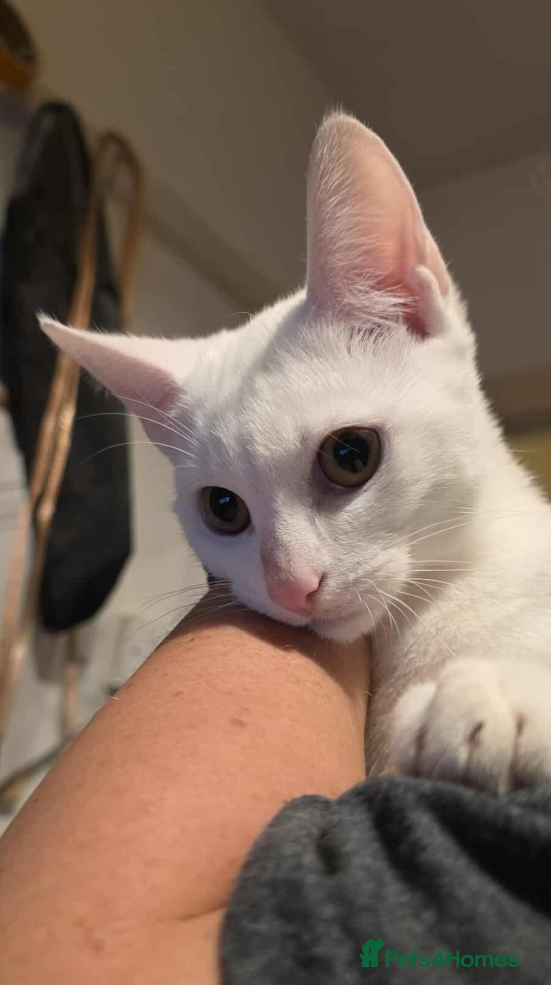 European cats for sale: White kitten - boy in Birmingham - Image 3