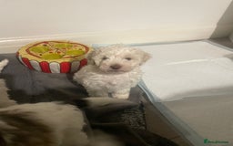 Cockapoo dogs for sale: 2 very happy boys avalible  - Image 1