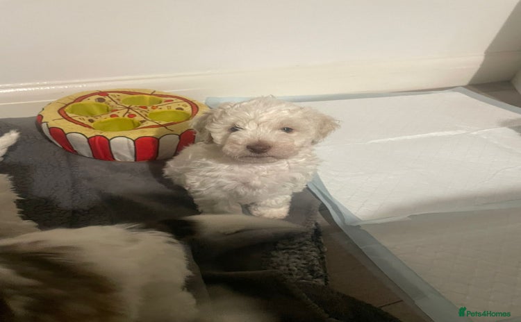 Cockapoo dogs - Advert 1