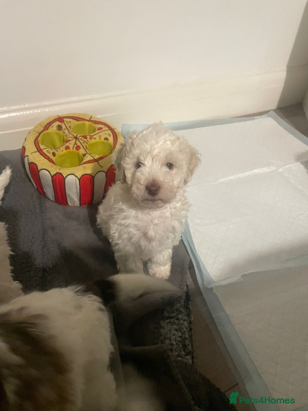 Cockapoo dogs for sale: 2 very happy boys avalible  - Image 1