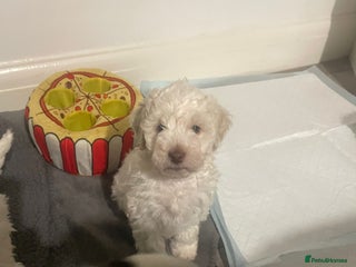 Cockapoo dogs - Advert 1