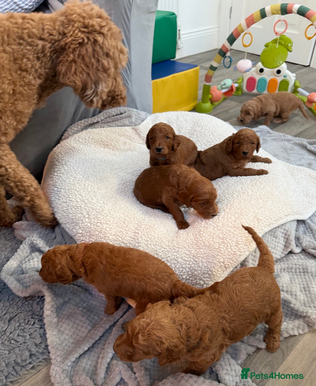 Goldendoodle dogs for sale: Goldendoodles Pups  - Advert 5