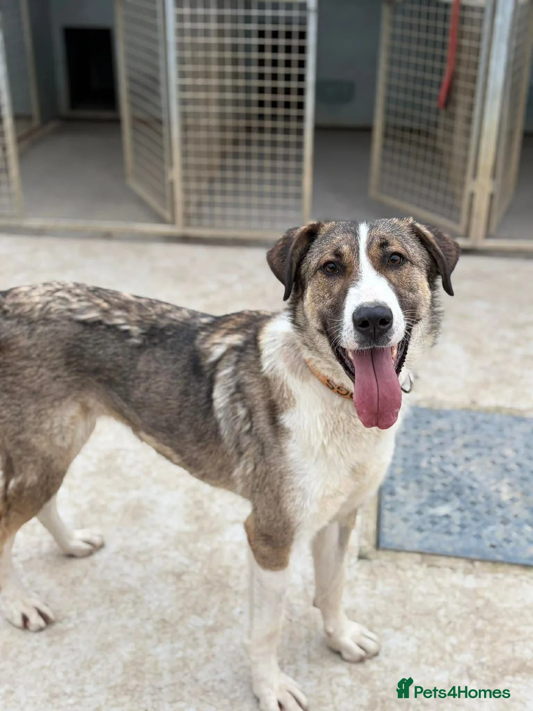 Mixed Breed dogs for adoption: BLANCA - bringing the fun and laughter - Advert 2