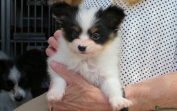 Papillon dogs for sale: 3 lovely Papillon boys  - Image 6